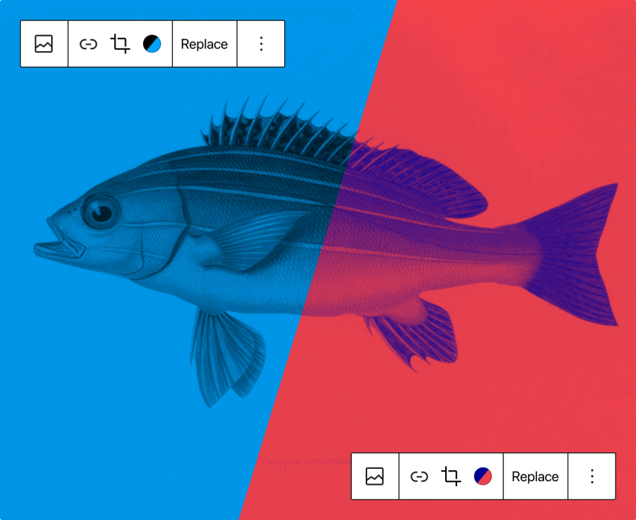 Exemplo da aplicação da bicromia no WordPress 5.8 utilizando a fotografia de um peixe dividida no meio, com uma parte em dois tons de azul e outra em vermelho e roxo.